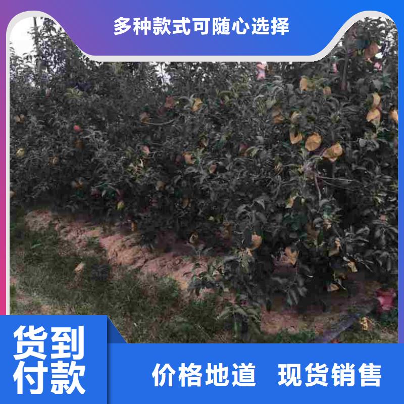 苹果苗,梨树苗定制批发