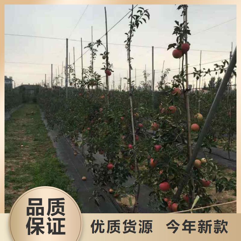 苹果苗梨树苗大厂家实力看得见