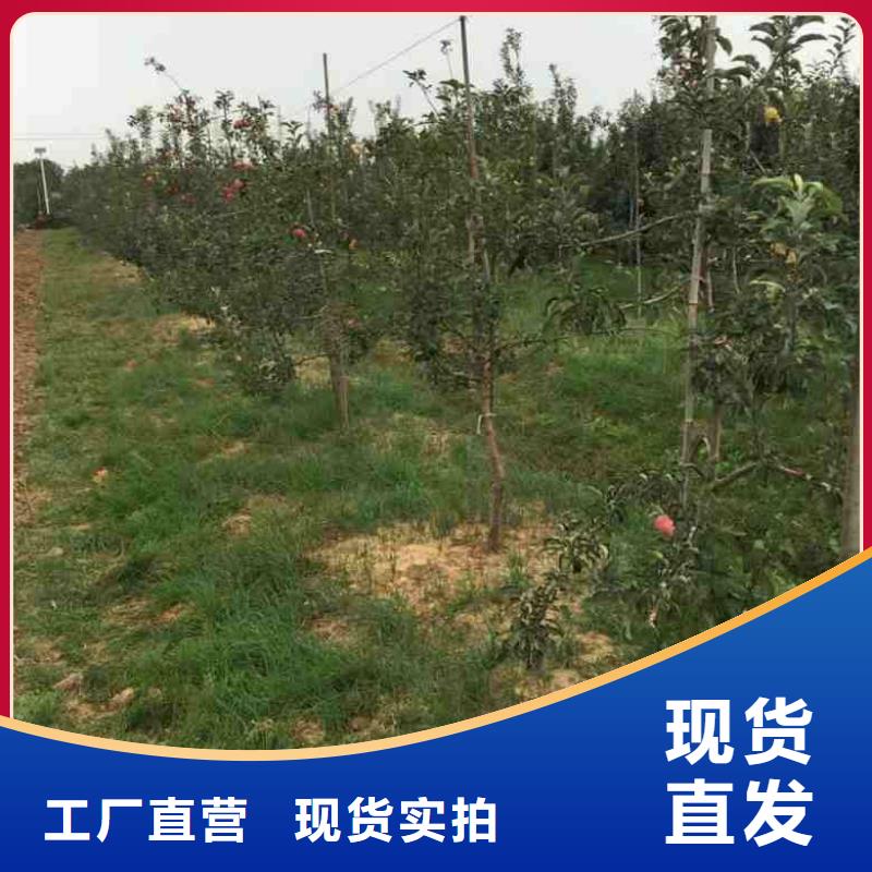 苹果苗板栗苗快捷物流