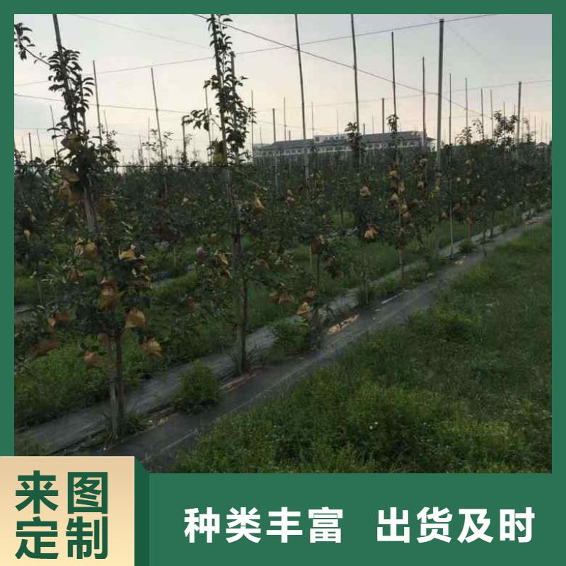 苹果苗_花椒苗源头厂家量大价优