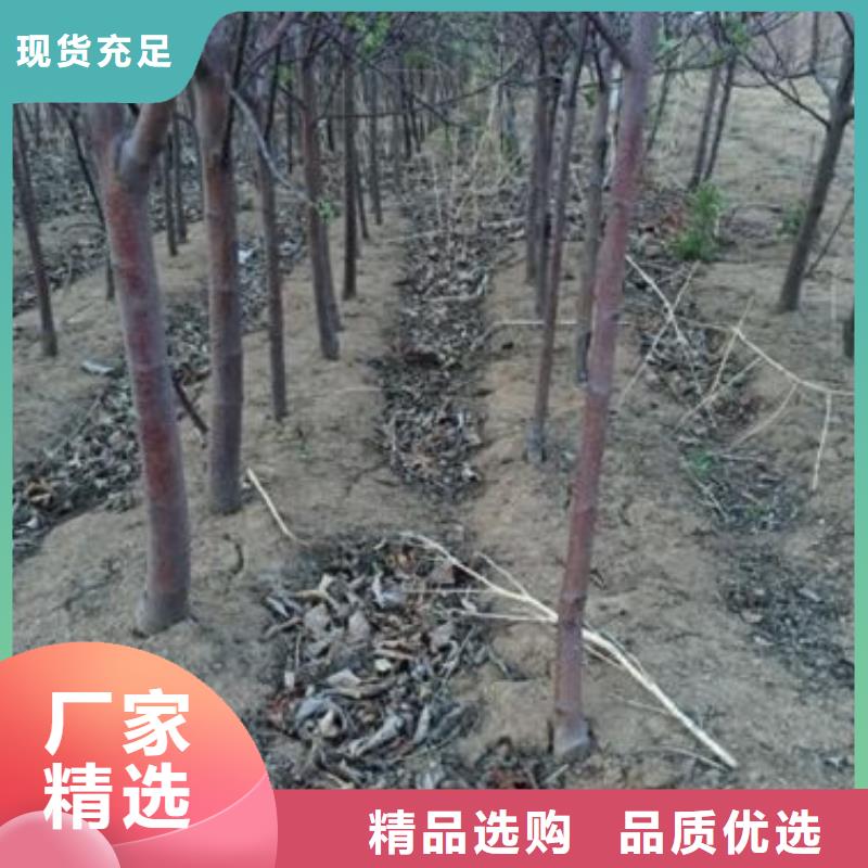 苹果苗板栗苗源厂直接供货