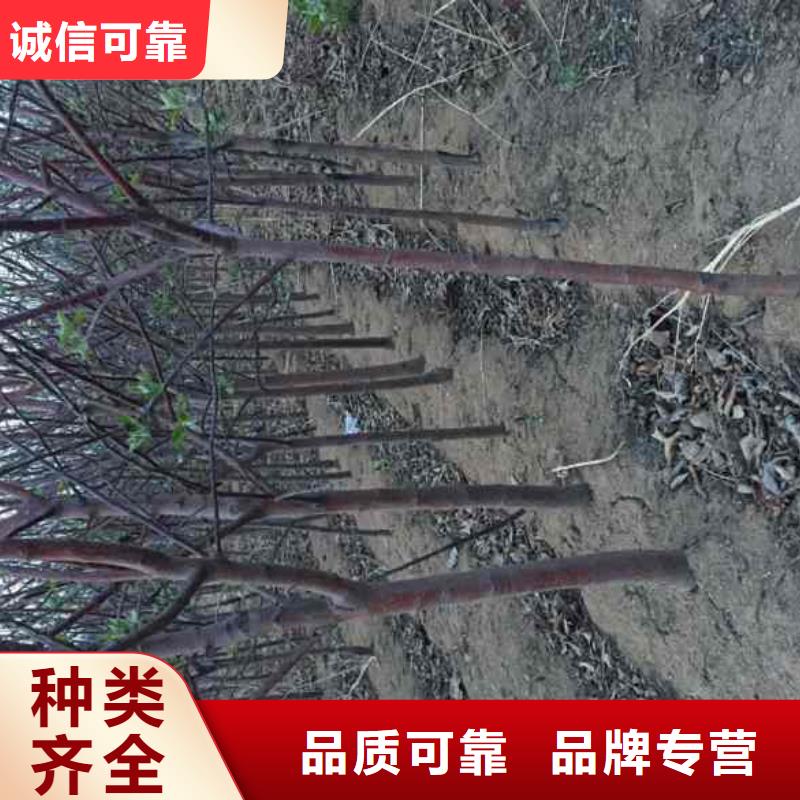 苹果苗花椒苗大量现货供应