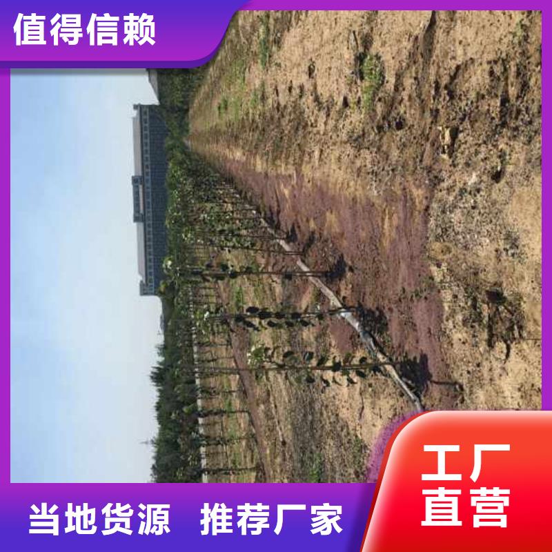 【苹果苗_蓝莓苗货源足质量好】
