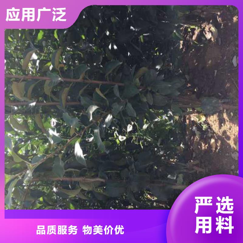 苹果苗核桃苗源头厂家量大价优