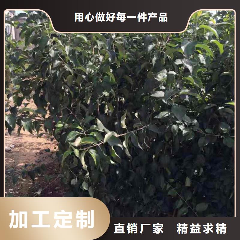 【苹果苗_梨树苗自主研发】