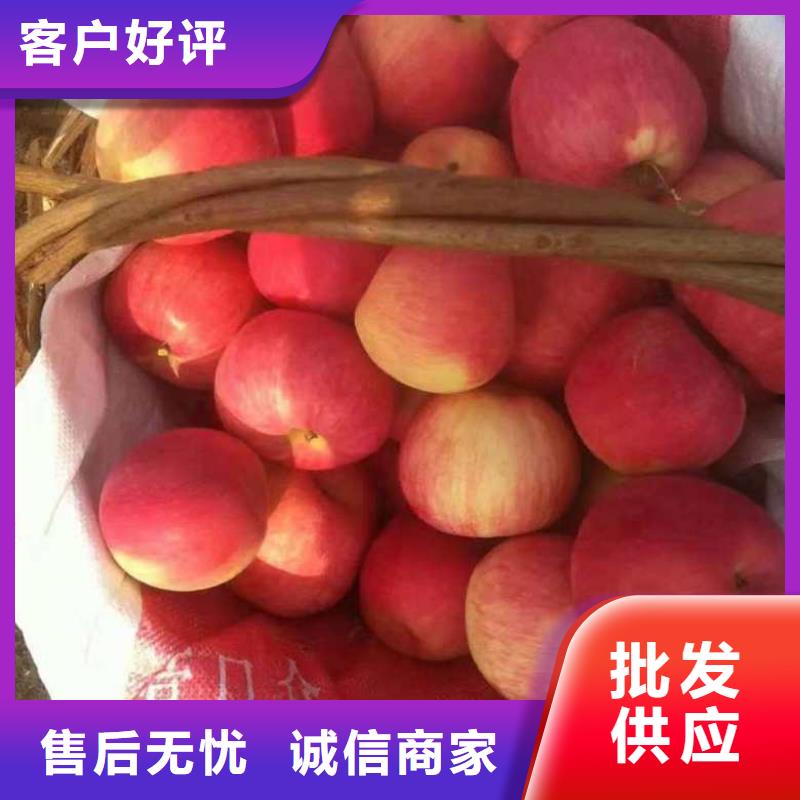 周边{兴海}苹果苗梨树苗专业生产品质保证