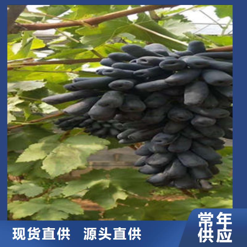 葡萄苗_板栗苗每个细节都严格把关