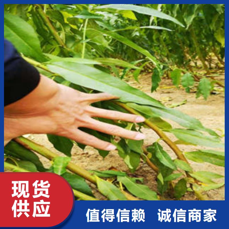 葡萄苗服务至上
