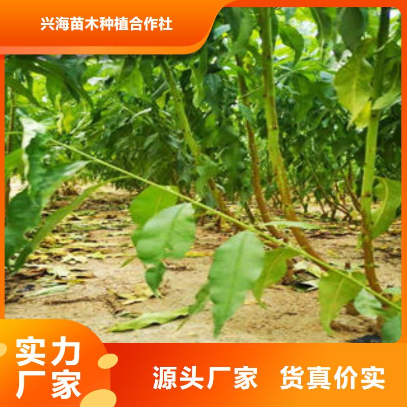 葡萄苗,花椒苗厂家大量现货