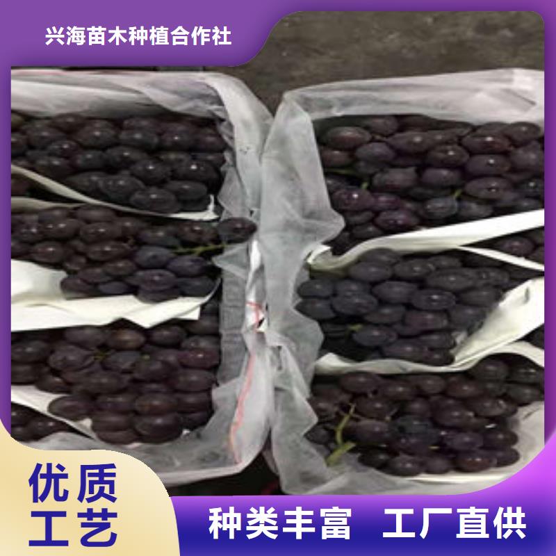葡萄苗【板栗苗】全品类现货