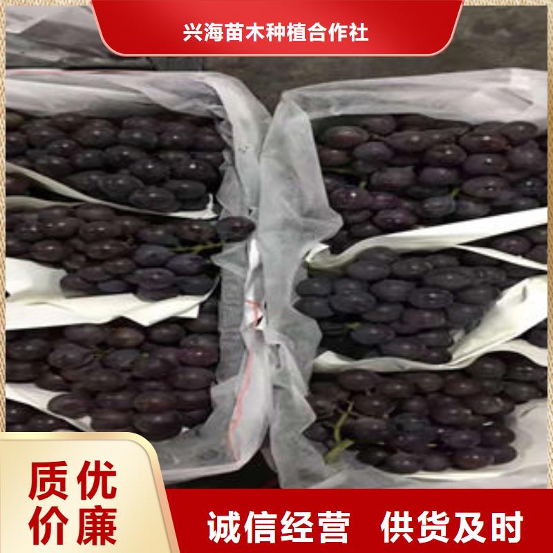 葡萄苗,桃树苗质量牢靠