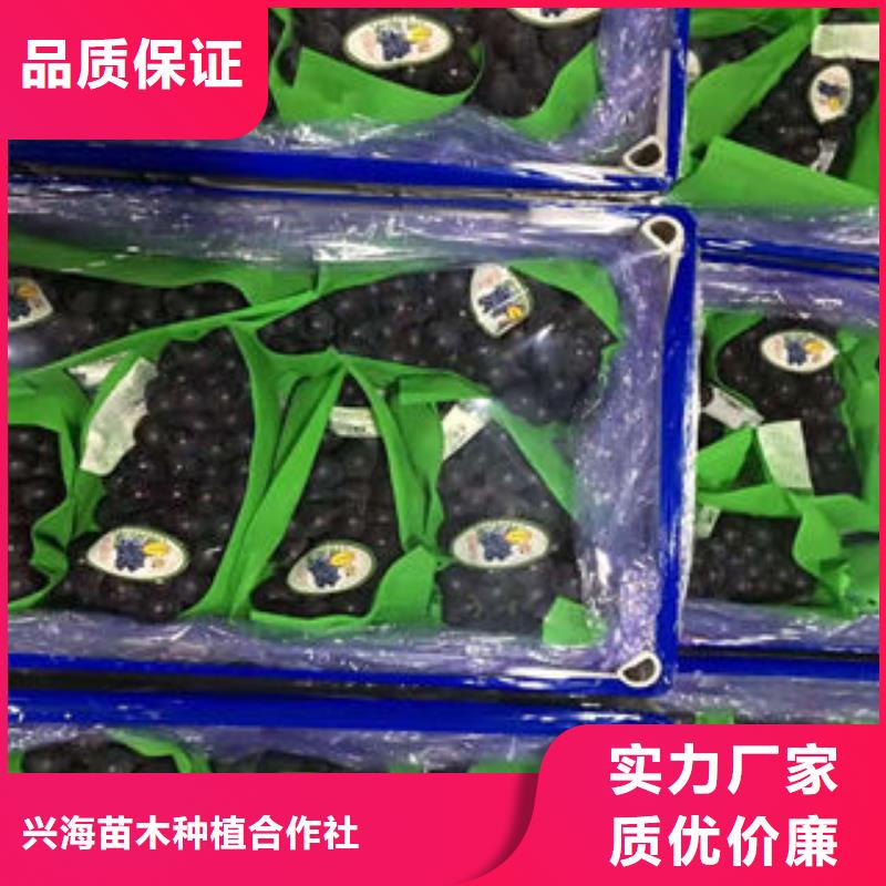 葡萄苗核桃苗送货上门