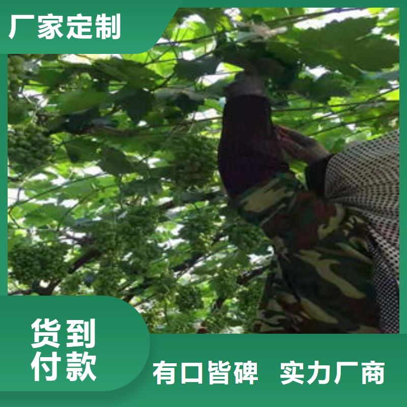 葡萄苗-花椒苗质量三包