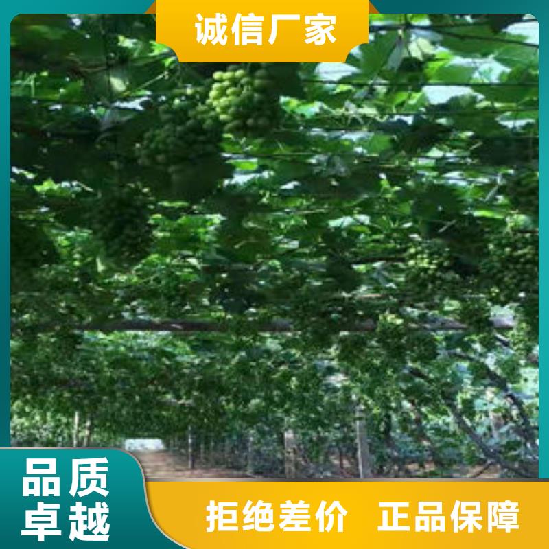 葡萄苗_核桃苗优质原料