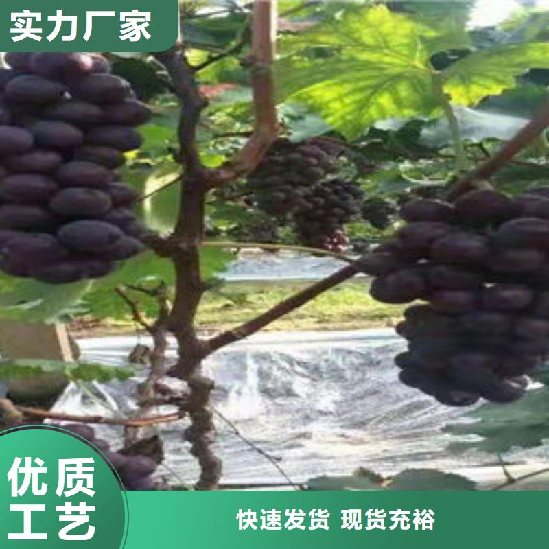 葡萄苗李子苗实拍品质保障