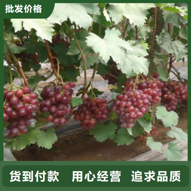 葡萄苗花椒苗品质好才是硬道理