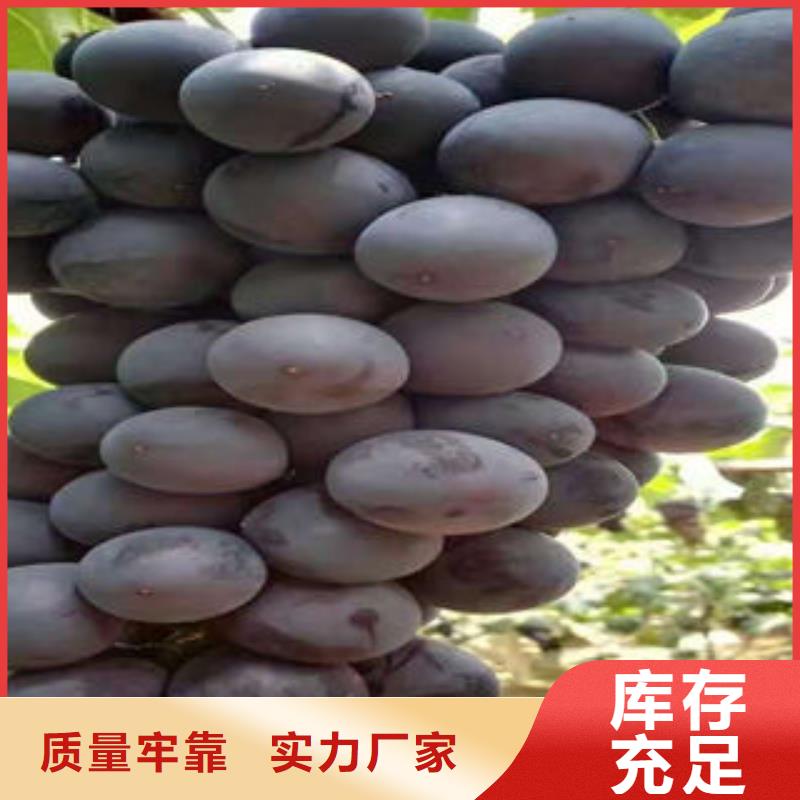 葡萄苗,梨树苗品质优选