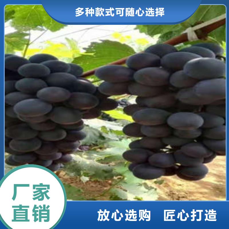 葡萄苗-核桃苗精心