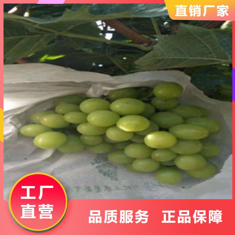 葡萄苗桃树苗高标准高品质
