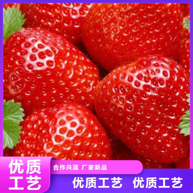 草莓苗核桃苗常年出售