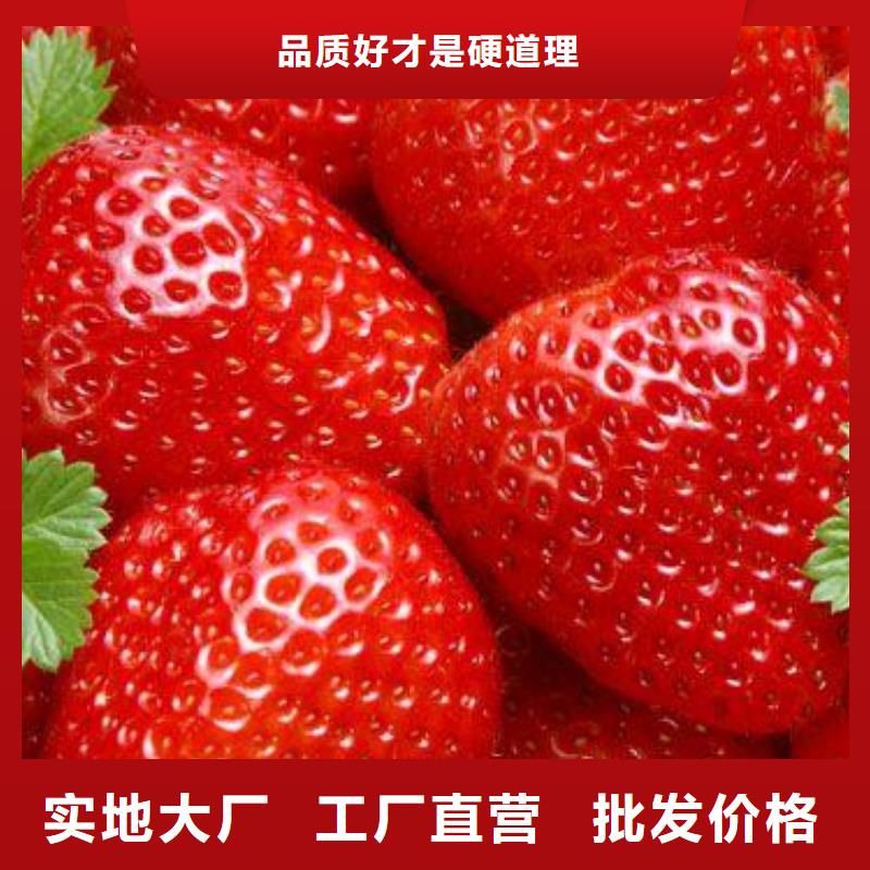 草莓苗-板栗苗做工细致