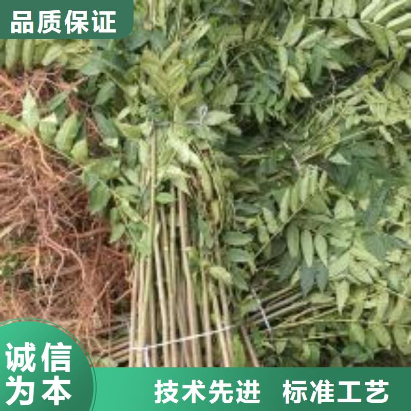 香椿苗-【苹果苗】匠心制造
