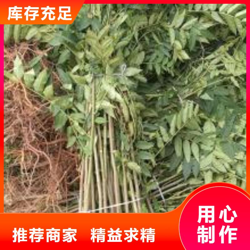 香椿苗蓝莓苗品质保证