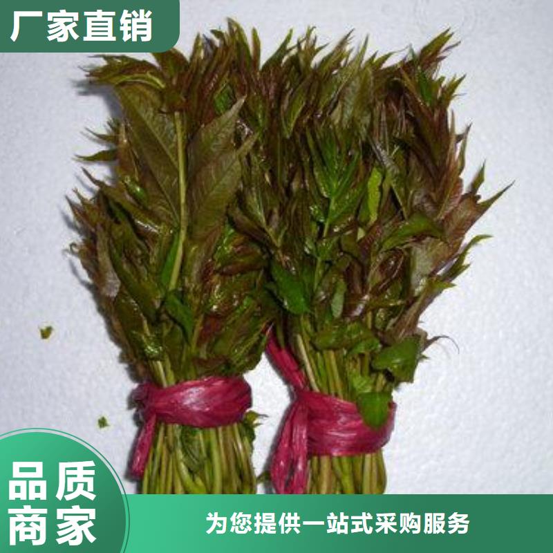 香椿苗花椒苗专业按需定制