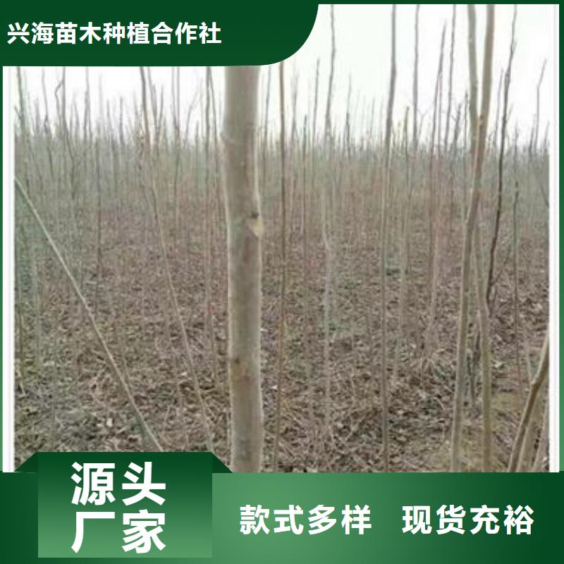 香椿苗-【李子苗】您身边的厂家