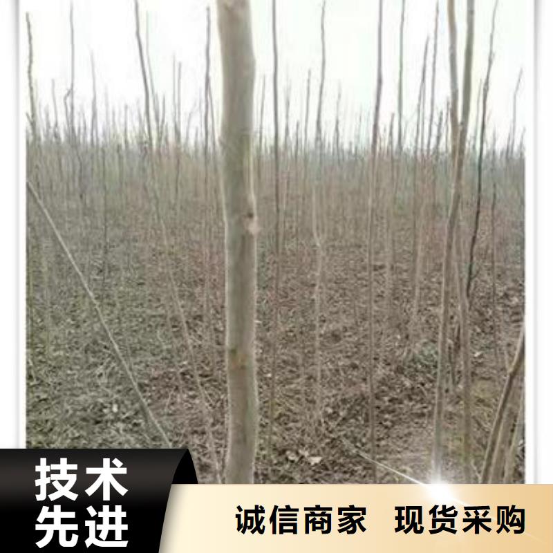 香椿苗,花椒苗好品质选我们