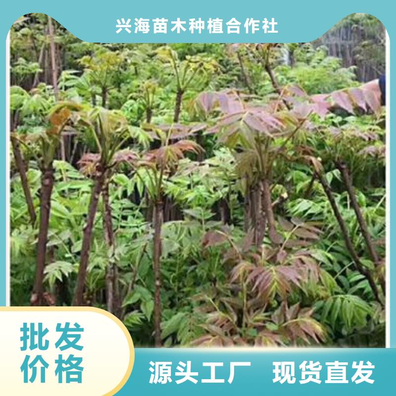 香椿苗花椒苗专业按需定制