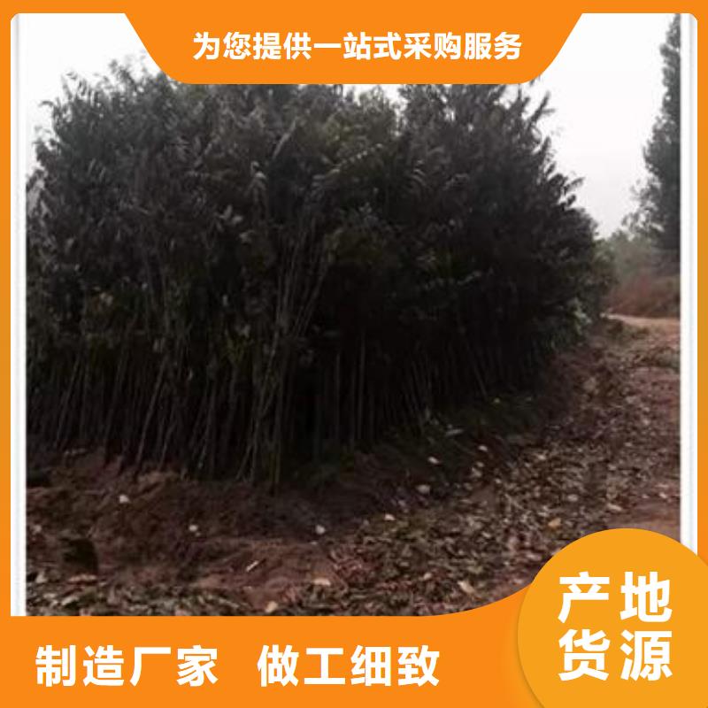 香椿苗板栗苗技术先进