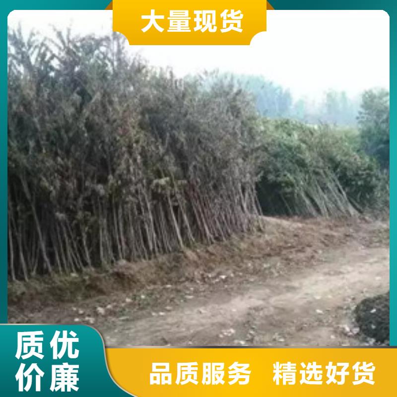 香椿苗梨树苗品质之选
