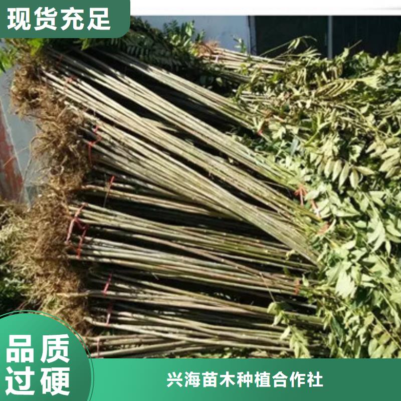 香椿苗花椒苗超产品在细节