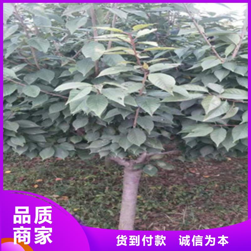 【樱花-树莓苗厂家直销供货稳定】