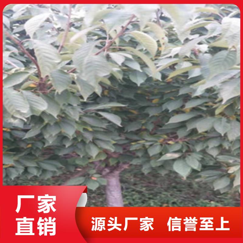 樱花蓝莓苗物流配送