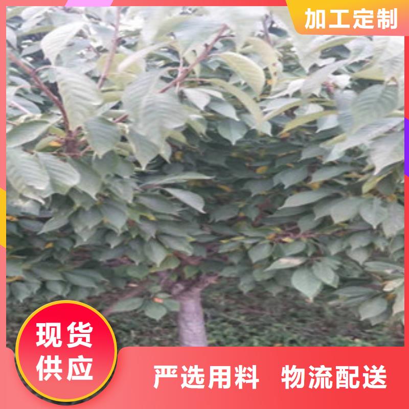 樱花_钙果苗多年行业经验