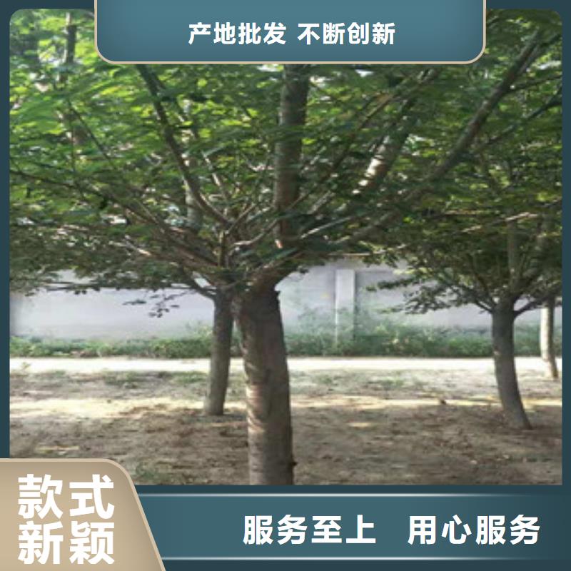 樱花核桃苗樱花苗长果桑树苗严格把控每一处细节
