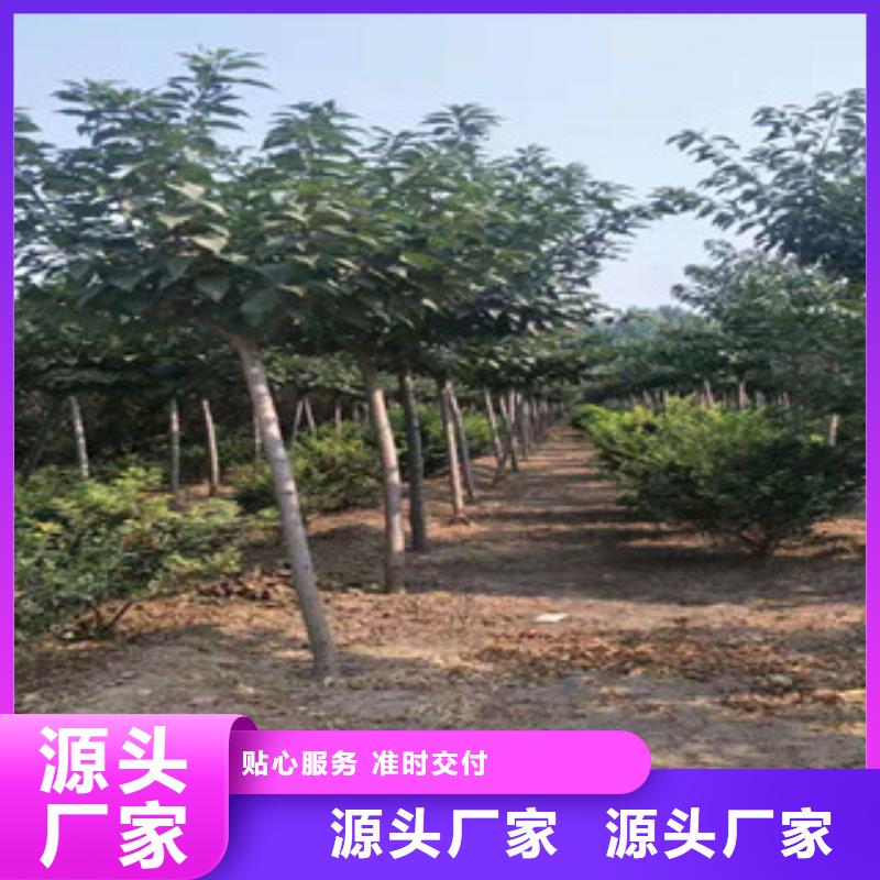 【樱花蓝莓苗放心得选择】