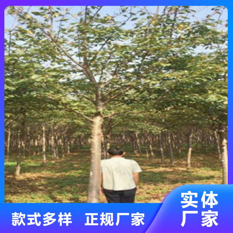 【樱花蓝莓苗放心得选择】