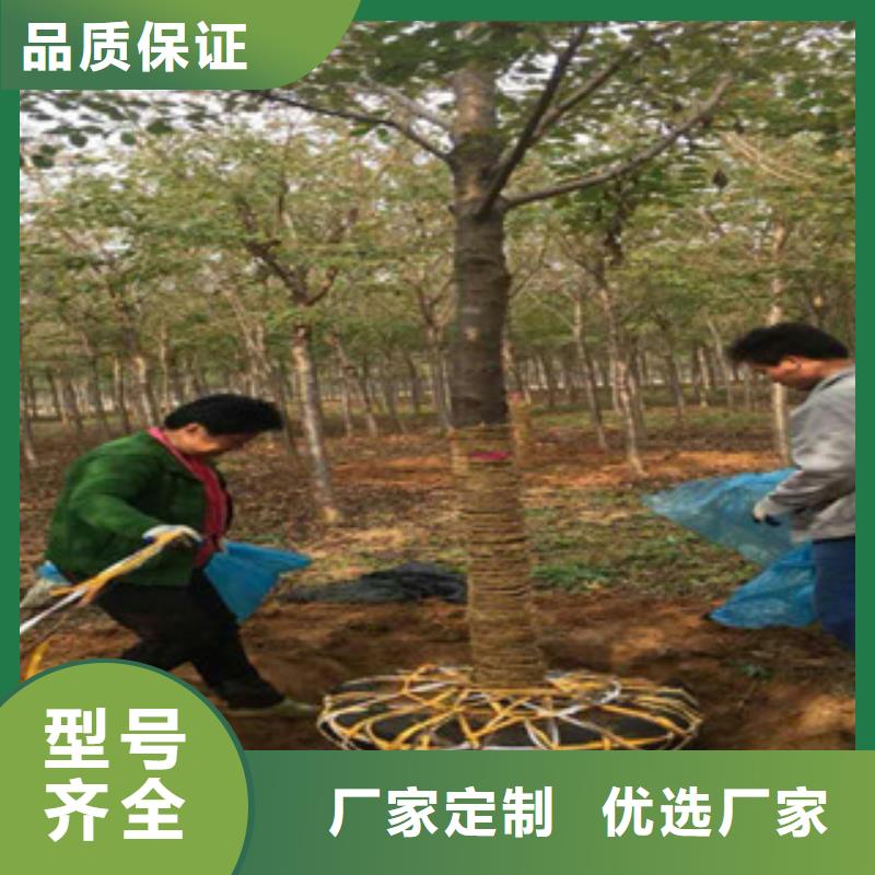 樱花蓝莓苗经验丰富质量放心