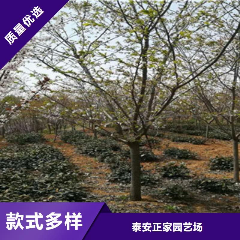 樱花_泰山景松造型景松送货上门