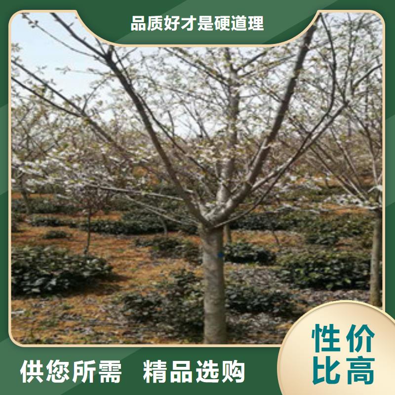 樱花绿化树绿化工程根据要求定制