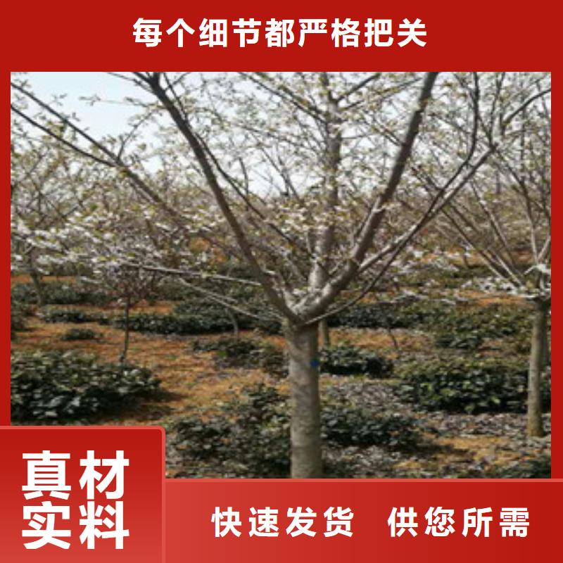 【樱花占地果树高性价比】