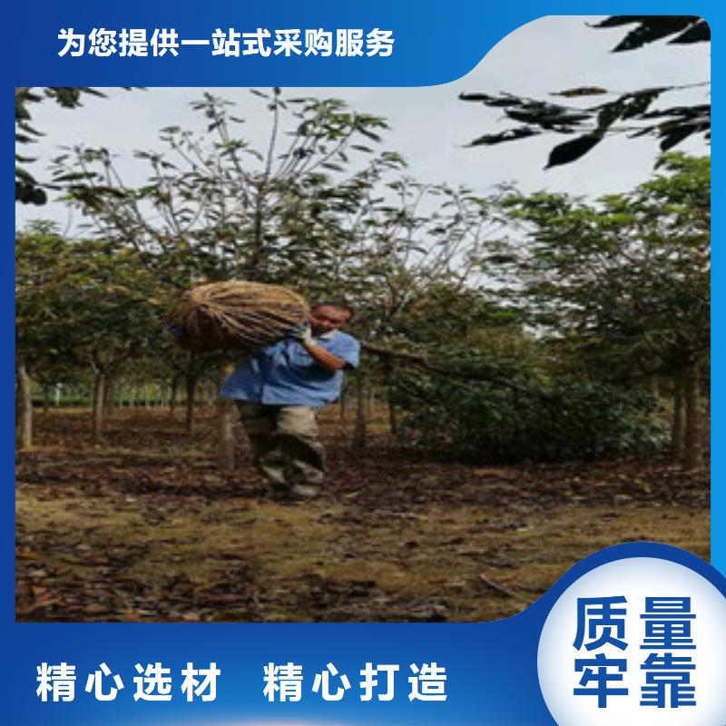 樱花,蓝莓苗源厂直销