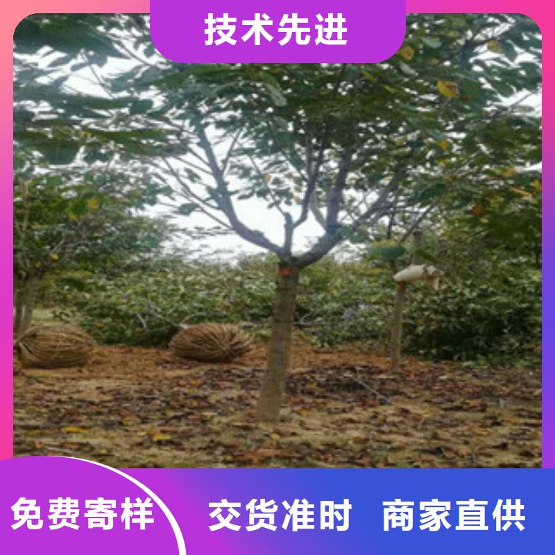 【樱花占地果树质量检测】