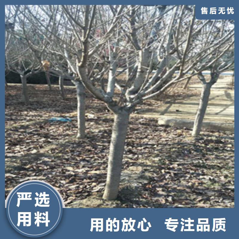 樱花蓝莓苗物流配送