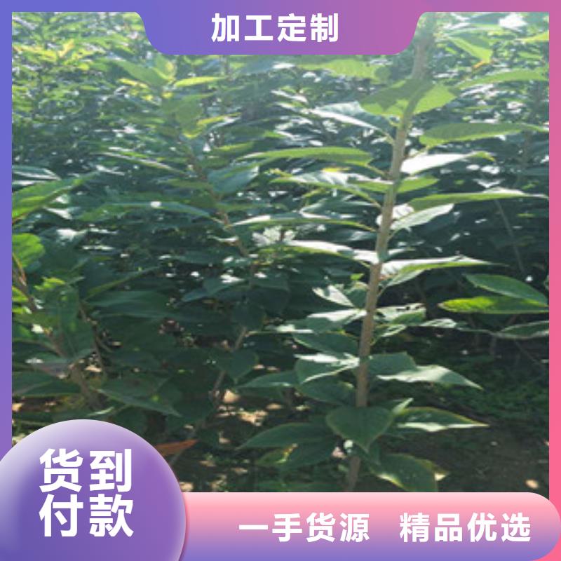 樱花_钙果苗现货销售