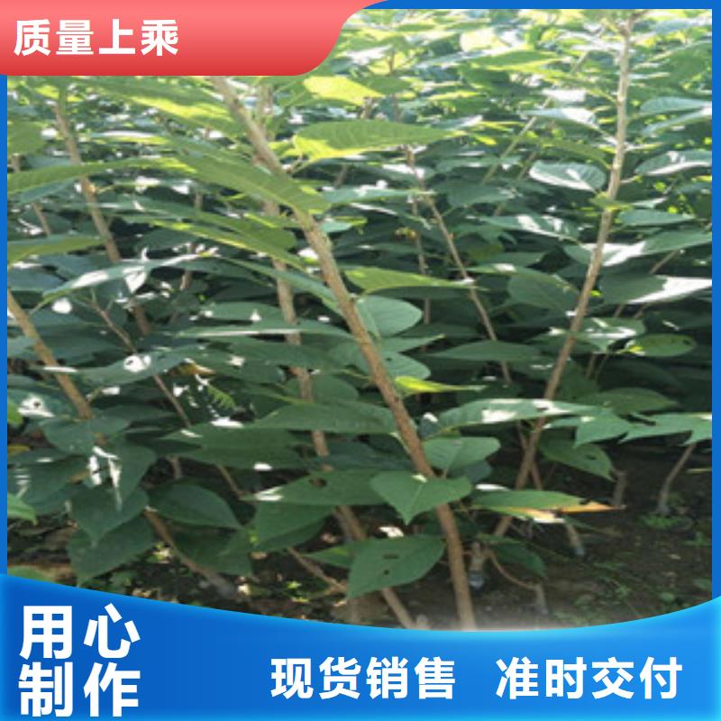 【樱花占地果树质量检测】