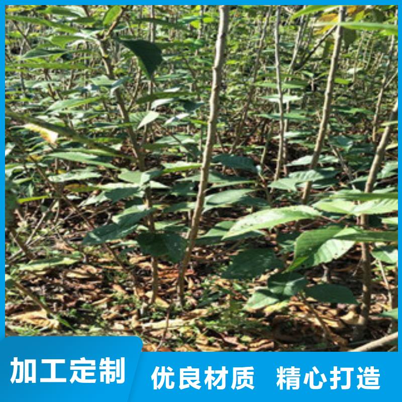 樱花绿化树绿化工程畅销当地